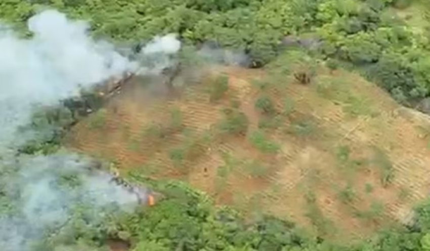 Plantação com 18 mil pés de maconha para abastecer o tráfico é encontrada na PB; Um suspeito é preso