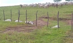 Animais morrem após serem atingidos por descarga elétrica de raio, na zona rural de Ingá, PB