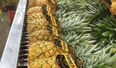 Suspeitos são presos por furto de mudas de abacaxi raro cultivado na Paraíba