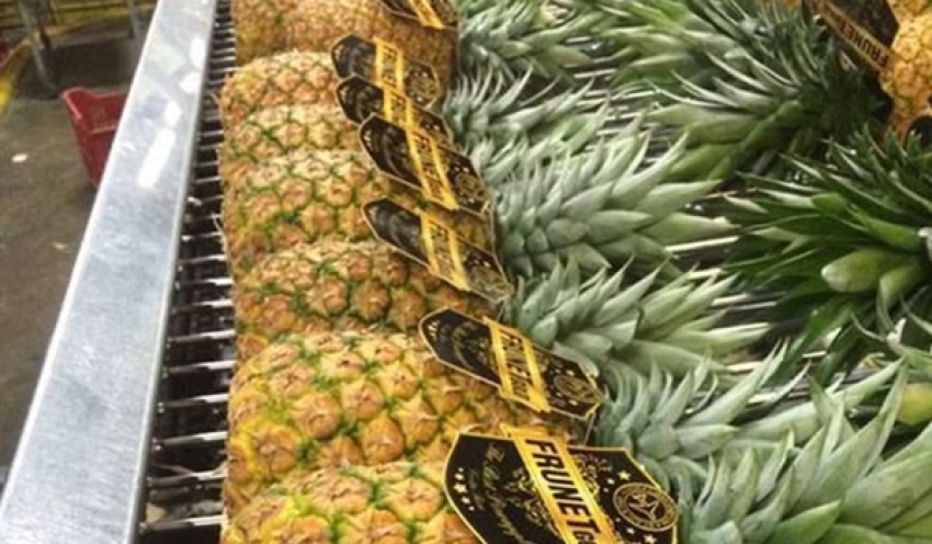 Suspeitos são presos por furto de mudas de abacaxi raro cultivado na Paraíba