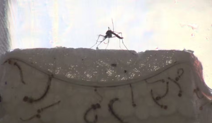 Paraíba registra mais de 300 casos prováveis de arboviroses em 2026