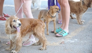 Animais domésticos terão direito a RG com cadastro nacional